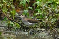 Solitary Sandpiper Royalty Free Stock Photo