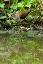 Solitary Sandpiper Royalty Free Stock Photo