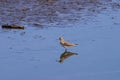 Solitary Sandpiper 612208 Royalty Free Stock Photo