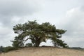 A solitary Scots pine
