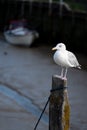 Solitary sea gull perched on a post by the river Rother