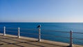 Solitary seagull resting Royalty Free Stock Photo