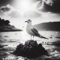 Seagull sits perched on a rock at shoreline Royalty Free Stock Photo