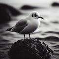 Seagull sits perched on a rock at shoreline Royalty Free Stock Photo