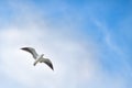 Seagull soaring high in the sky