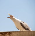A solitary seagull standing on a roof with its mouth open, screaming