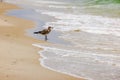 Solitary seagull stands on the shore of the sandy beach near the rolling waves of the Atlantic Ocean. Royalty Free Stock Photo