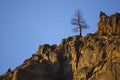 A solitary sentinel tree.