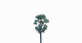 Solitary Serenity: Single Coconut Palm Tree on Isolated White Background Royalty Free Stock Photo