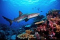 a solitary shark prowling near a coral reef at sunrise