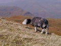 Solitary sheep foraging on hillside