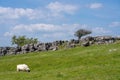 A solitary sheep grazes on the grass in front of the barren limestone pavement at Newbiggin Crag