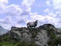 Solitary sheep posing on rock