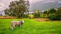 A cute sheep on a farm in New Zealand.