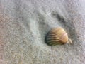 Solitary shell on wet sand