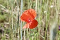 The solitary and shy poppy