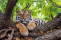 a solitary siberian tiger resting under a leafy tree