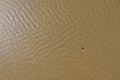 Solitary single pebble in a rippled sand texture Royalty Free Stock Photo