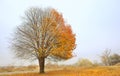Solitary Single Tree Royalty Free Stock Photo