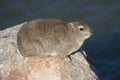 Solitary smiling Rock Hyrax dassie sitting on a rock with bokeh