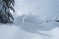 Solitary snow covered tree in winter scene on Mount Seymour`s Dog Mountain Hike Royalty Free Stock Photo