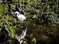 Snowy Egret Wading in a Cypress Swamp Royalty Free Stock Photo