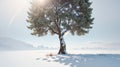 Solitary snowy tree stands in silent solitude, its branches adorned with a delicate layer of shimmering snow.