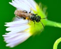 Solitary Sphecid Wasp