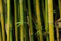 Solitary sprig of bamboo leaves growing out horizontally against the vertical trunks of the matured bamboo in a bamboo grove