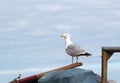 Solitary standing seagull.