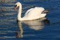 Solitary Swan