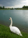 Solitary swan Royalty Free Stock Photo