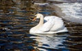 A solitary swan floats on dark water, free of ice, on a clear wi