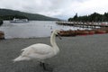 Solitary Swan