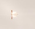 A solitary swan swimming with her reflection