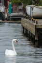 Solitary swan swimming in the river Thames