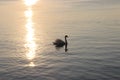 The solitary swan