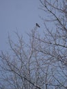 Solitary Swedish jackdaw sitting in a snow-covered tree