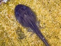 Solitary tadpole in pond with back legs developing