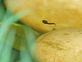 Solitary tadpole in pond Royalty Free Stock Photo