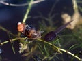 Solitary tadpole in pond with watersnails Royalty Free Stock Photo