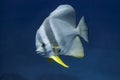 A solitary Tall-fin batfish with a high dorsal fin and bright yellow ventral fins