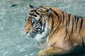 Solitary tiger sits in a body of water, looking around in wonder and curiosity.