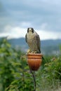 Captive trained peregrine falcon predator bird for falconry resting on perch in nature Royalty Free Stock Photo