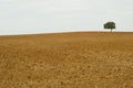 Solitary tree Royalty Free Stock Photo