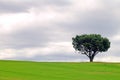 Solitary tree Royalty Free Stock Photo