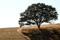 Solitary Tree