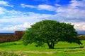 Solitary tree Royalty Free Stock Photo