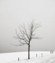 Solitary tree in a snow covered field Royalty Free Stock Photo