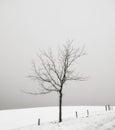 Solitary tree in a snow covered field